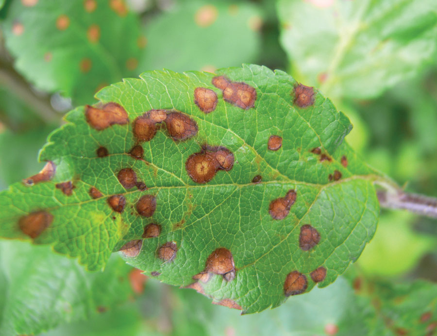 Apple Black Rot