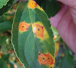 Cedar Apple Rust