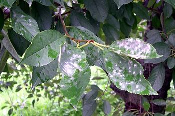 Cherry Powdery Mildew