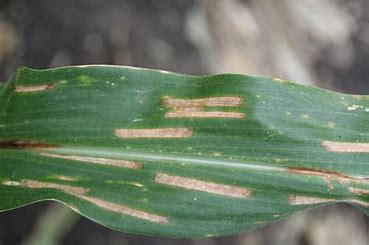 Corn Cercospora Leaf Spot