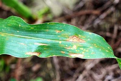 Corn Common Rust