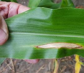 Corn Northern Leaf Blight