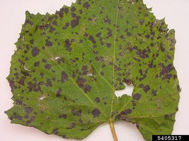 Grape Leaf Blight