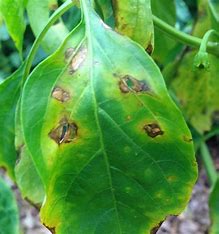 Pepper Bell Bacterial Spot