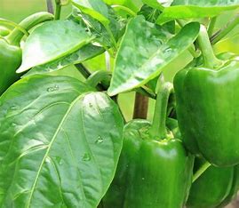 Pepper Bell Healthy