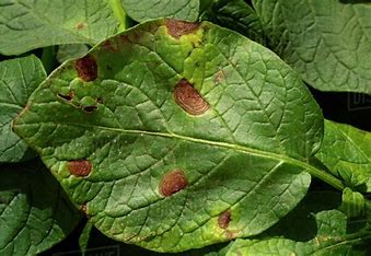 Potato Early Blight