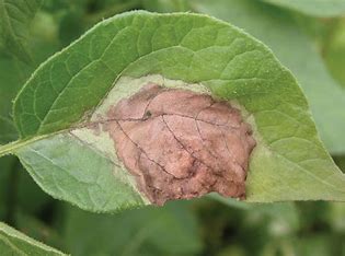 Potato Late Blight