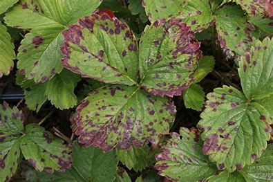 Strawberry Leaf Scorch