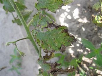 Tomato Bacterial Spot