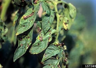 Tomato Early Blight