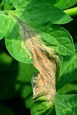 Tomato Late Blight